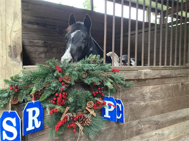 Photo of a cute horse in a stall with winter decorations that say "SRPC"